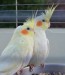 Cockatiel breeding pair ( red Eye Lutino)